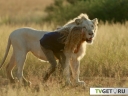 Миа и Белый лев